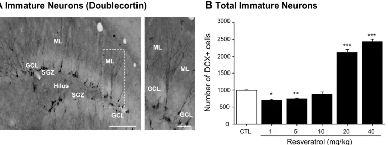 Fig 4G). These results suggest that while nanomolar concentrations of RVTL did not affect cell proliferation they increased the number of neurons generated from the precursor cells in vitro.