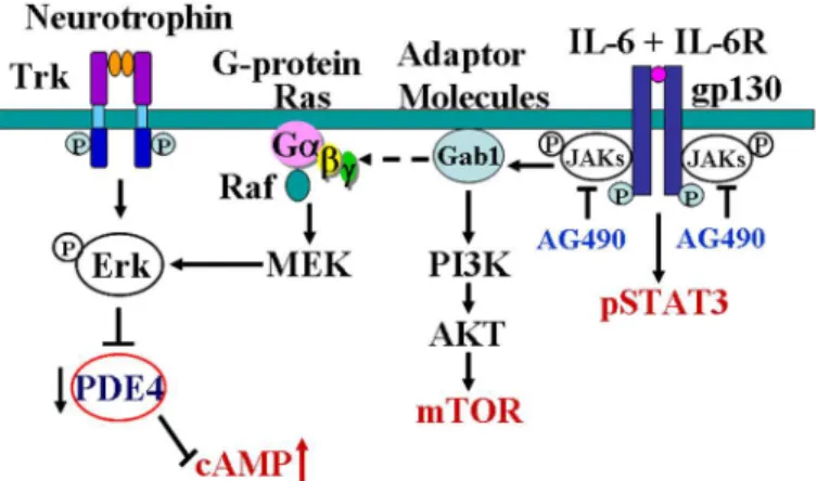Fig 7. Diagram shows the possible mechanisms of IL-6 in regulating cAMP level in neurons