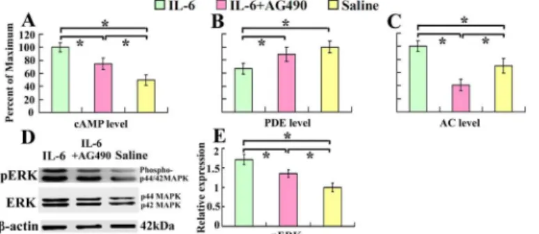 Fig 1. Intrathecal delivery of IL-6 increases cAMP and AC levels and decreases PDE level in the sensorimotor cortex