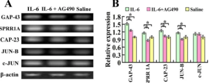 Fig 2. Expression of growth-associated genes in the sensorimotor cortex after intrathecal delivery of IL-6