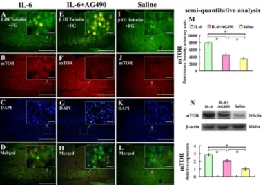 Fig 6. Effect of IL-6 on the expression of mTOR in the sensorimotor cortex. Pyramidal cells in the sensorimortex cortex were labelled with FG label and β-III tubulin immunostaining
