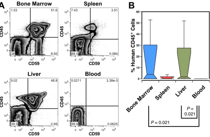 Figure 1. Engraftment of the murine liver with human blood cells. (A) A NOD-SCID mouse transplanted with human CD34 ++ CD45 + hFL cells was analyzed 71 days after transplant revealing high level engraftment of human CD45 + CD59 + cells in the BM, spleen an