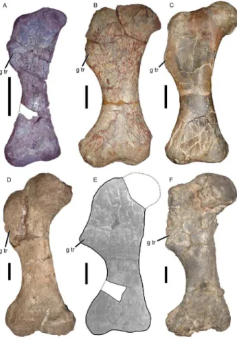 Figure 10. Kannemeyeriiform femora in anterior view. (A) CAMZM T754, Tetragonias njalilus; (B) NHMUK R3740, Kannemeyeria simocephalus; (C) UCMP 32394, Placerias hesternus; (D) PVL 3807, Ischigualastia jenseni; (E) NMMNH P-13001 (modified from [17]); (F) GP