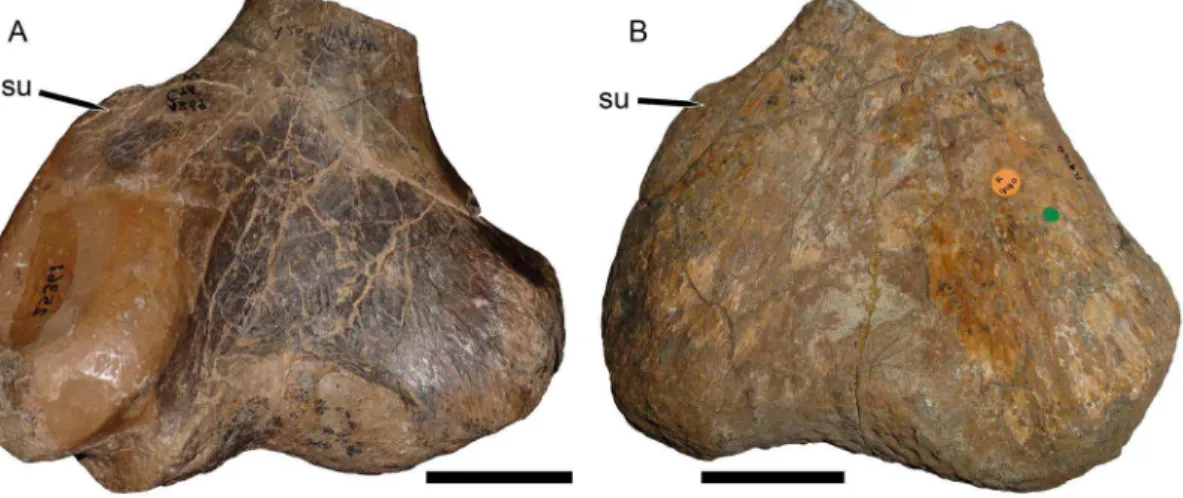 Figure 6. Placeriine distal humeri in dorsal view. (A) UCMP 25361, Placerias hesternus (right humerus reversed for comparative purposes); (B) NHMUK R9140, Zambiasaurus submersus (left humerus)