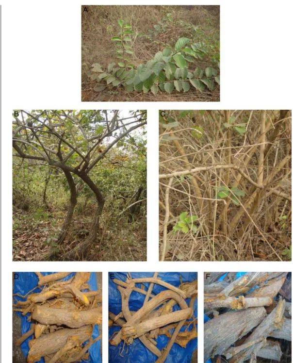 Figure 3. Morphological characteristics of S. latifolius A) Crawling stem, B) arborescent type of stem C) acaulescent type of stem