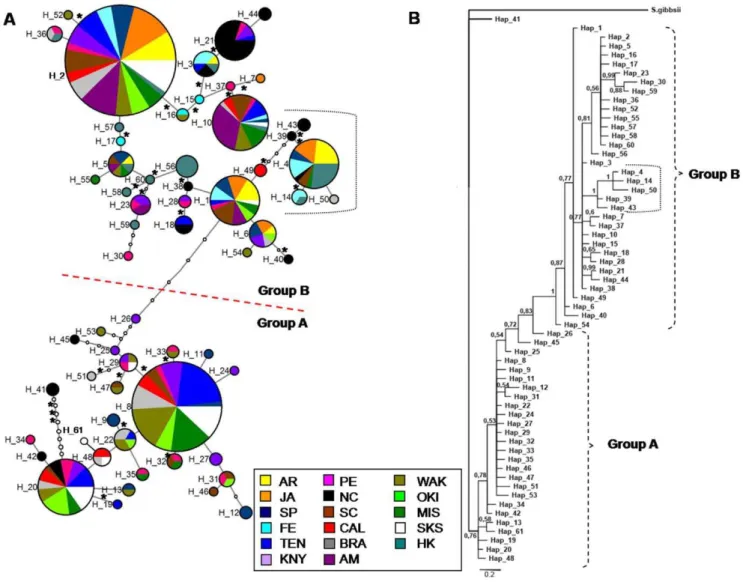 Figure 3. Network and phylogeny for ANT . a) Median-joining allele network for Styela plicata using ANT results