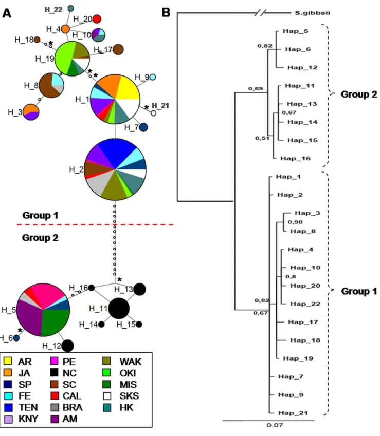 Figure 2. Network and phylogeny for COI . a) Median-joining haplotype network for Styela plicata using COI results
