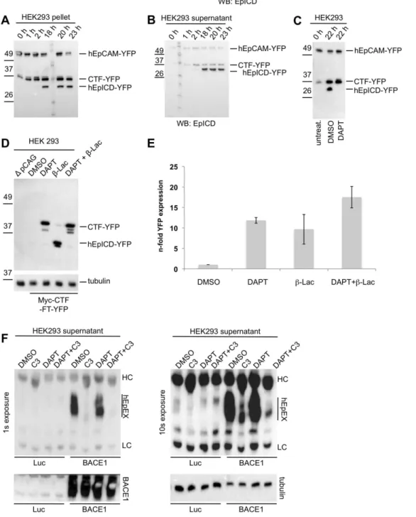 Figure 6. Cleavage and proteasomal degradation of human EpCAM. HEK293 cells were stably transfected with hEpCAM-YFP and used to determine cleavage products of hEpCAM in membrane assays