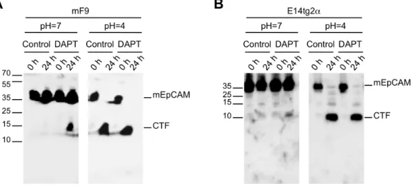 Figure 4. Cleavage of endogeneous mEpCAM. Proteolytic cleavage of mEpCAM was addressed in mF9 (A) and E14TG2a (B) cells using membrane assays at pH 7 and pH 4