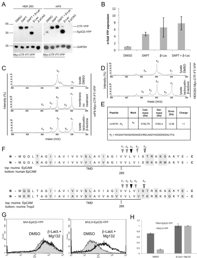 Figure 5. Stability of mEpICD species. (A) HEK293 and mF9 cells stably expressing murine Myc-CTF-FT-YFP were treated with DMSO, DAPT, lactacystin-b-lactone, or DAPT and lactacystin-b-lactone