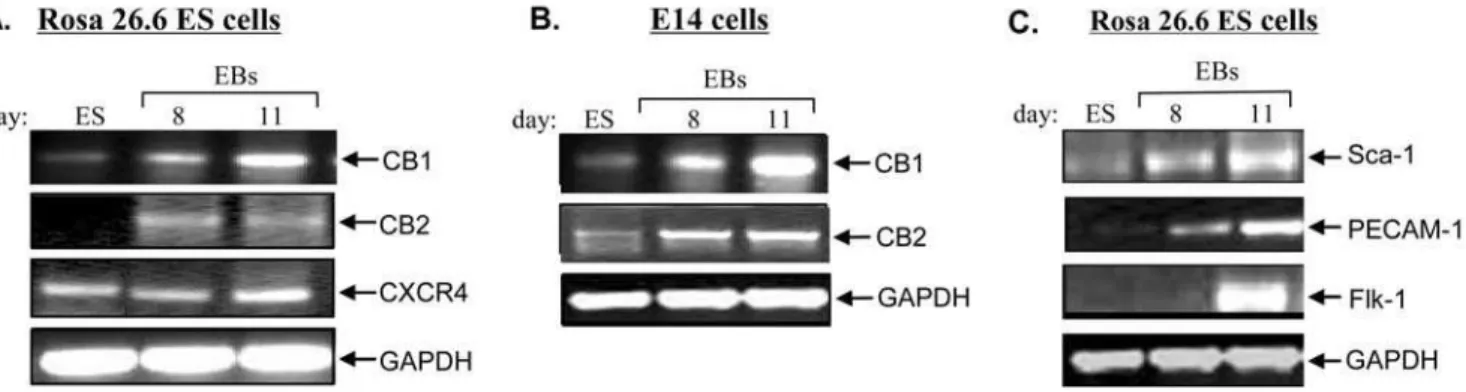 Figure 1. Expression of CB1 and CB2 in Rosa26.6 (Panel A) and E14 (Panel B) ES cells. Cells were washed with PBS, and then RNA was isolated and analyzed by RT-PCR using specific primers for CB1, CB2, GAPDH and CXCR4