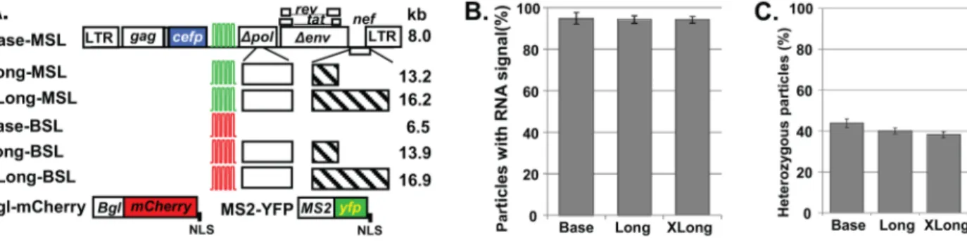 Figure 1. The ability of HIV-1 particles to package RNAs larger than 9 kb. (A) General structure of constructs