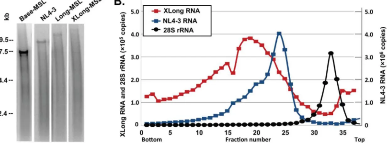 Figure 2. Biochemical analyses of HIV-1 virion RNAs. (A) Representative denaturing Northern analyses of virion RNAs