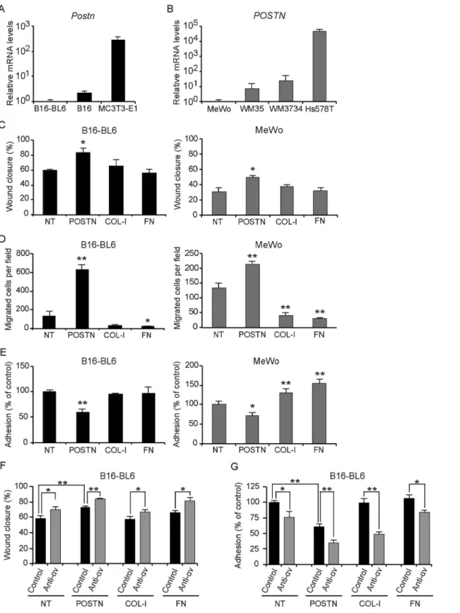 Fig 5. POSTN attenuates cell adhesion and promotes migration of melanoma cells in vitro 