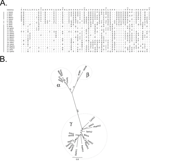 Fig 1. Predicted amino acid alignment and phylogenetic tree of the novel marsupial herpesviruses