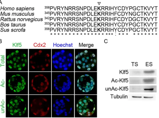 Fig 1. Klf5 expression in the blastocyst, ESCs and TSCs. (A) Comparison of different species Klf5 protein sequences around the human KLF5 acetylation site