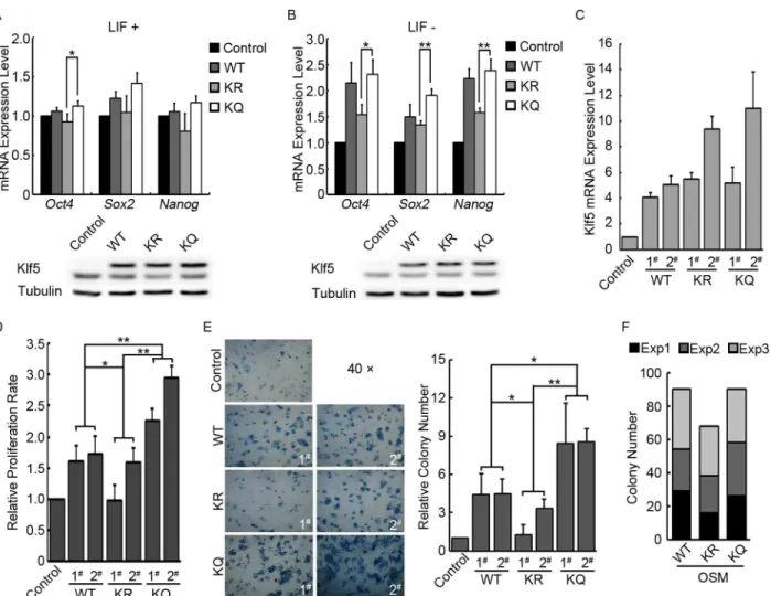Fig 2. Functions of Ac-Klf5 in self-renewal and pluripotency regulation. (A) The effect of WT, KR, and KQ Klf5 overexpression on the expression of pluripotency genes in mouse ESCs