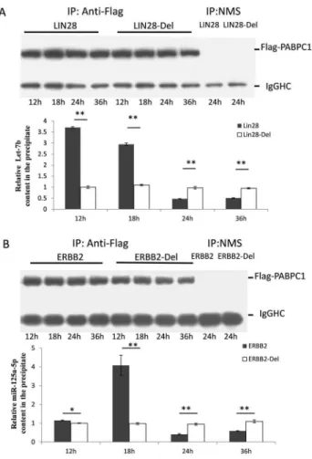 Figure 3. Time course and efficiency of the anti-Flag PABPC1 RIP. Plasmids containing the 3 9 -UTR of the wild type or mutant Lin28 (A) or ERBB2 (B) were transfected into the Flag-PABPC1 stable cell line.