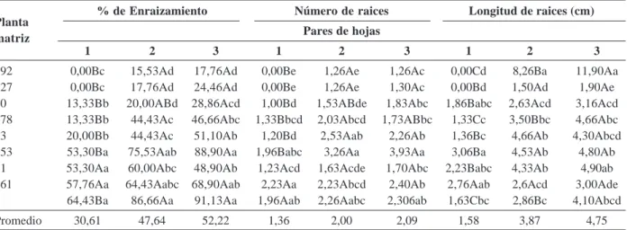 Tabla 2. Porcentaje de enraizamiento, número y longitud de raíces (cm) por el efecto de planta matriz y pares de hojas