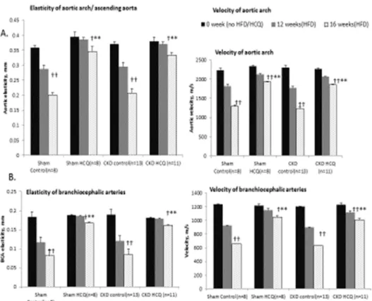 Fig 7. Progression of vascular elasticity and velocities in aortic arch and brachiocephalic arteries in all groups of mice