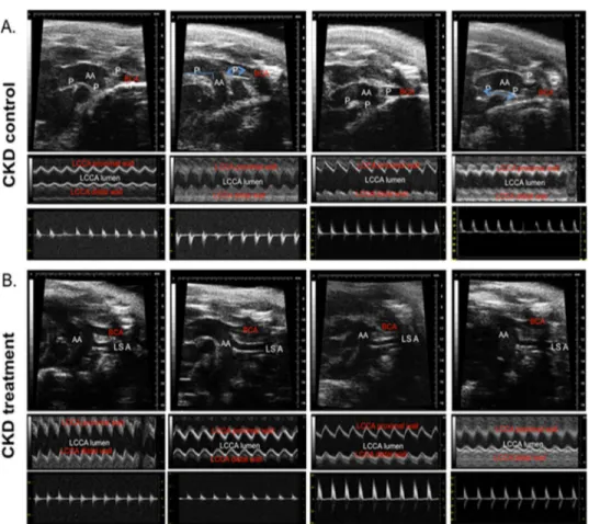 Fig 1 shows the ante-mortem AUE evaluation for aorta and major vessels in B and M mode echography and Doppler of the major vessels in the CKD groups of mice at the end of 16 weeks of therapy