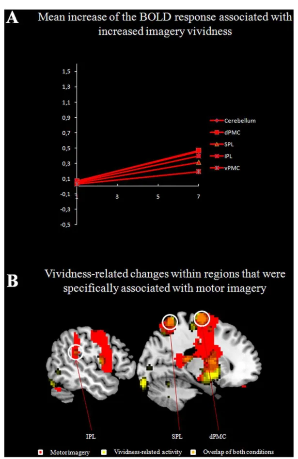 Figure 3. Mean increase of the BOLD response associated with increased imagery vividness (A)
