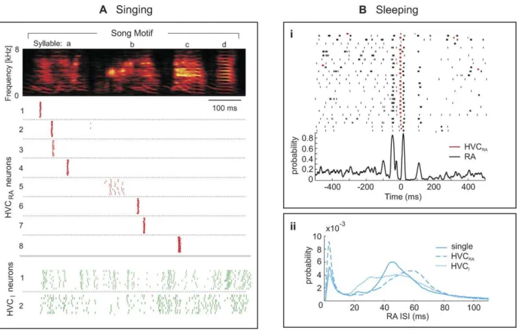 Figure 1. Song and Sleep-Related Firing in HVC and RA Neurons of Zebra Finches