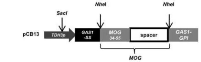 Fig 1. MOG expression vector. (A) Scheme of the expression unit of the single MOG plasmid pCB13 and the corresponding encoded amino acid sequence