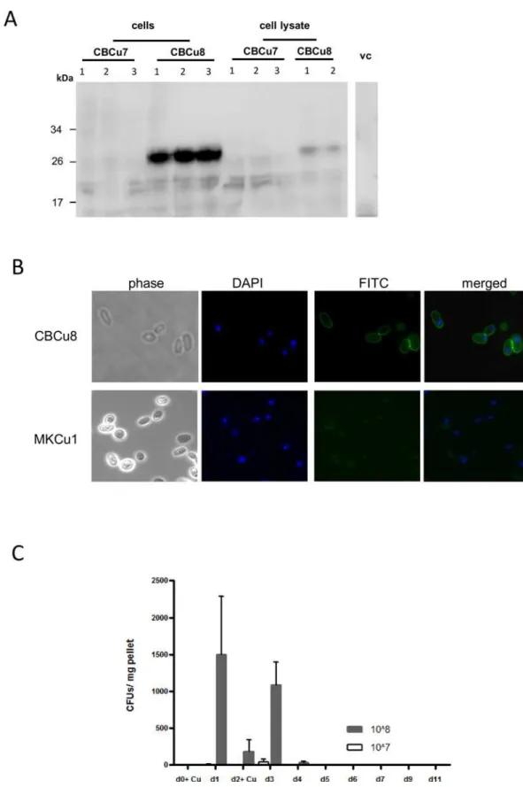 Fig 2. MOG production and localization in C . utilis . (A) Transformants of CBCu7 and CBCu8 were incubated for 72 h in YPD medium supplemented with 10 μg/ml Nourseothricin