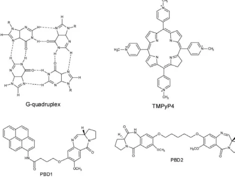 Figure 1. Structure of G-quadruplex, TMPyP4, PBD1 and PBD2.