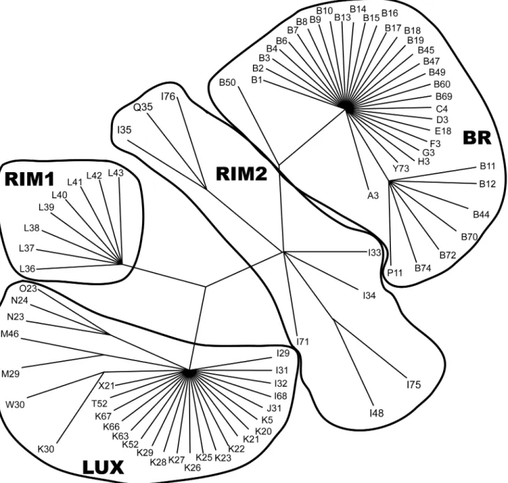 Fig 4. Strict consensus of 1,165,488 most parsimonious trees generated from SSCP haplotype sequences (length = 106 steps, consistency index = 0.55, retention index = 0.93) of Klamath and Rogue basin suckers