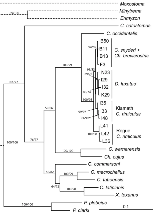Fig 6. Maximum likelihood tree generated from complete sequences of ND4L, ND2, and cytb genes for a diversity of catostomid fishes