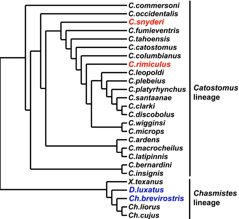 Fig 1. Phylogenetic relationships of catostomin suckers based on morphological characters (redrawn from [27])