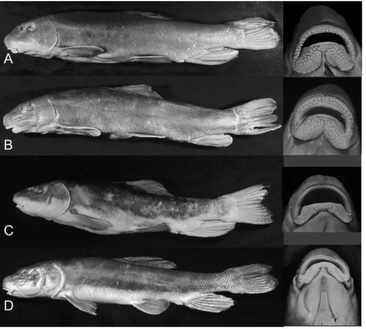 Fig 2. Left lateral view and ventral view of lips of representative individuals of Klamath Basin suckers
