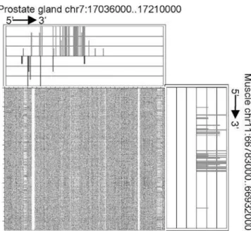 Figure 5 shows the expression pattern for Chromosome 19, bases 28,000,001 to 28,500,000, in the somatosensory cortex and in the liver