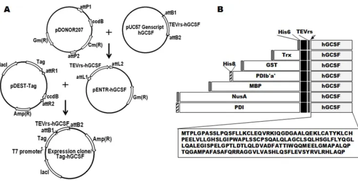 Figure 1. Construction of the hGCSF expression vectors and schematic representations of the domain structures