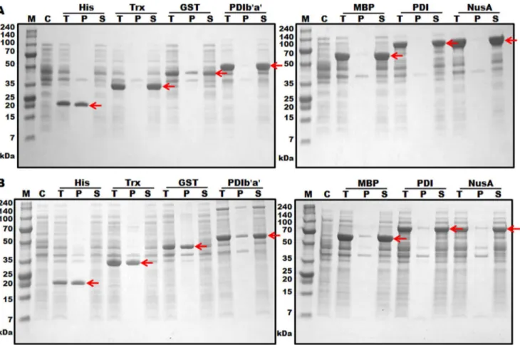 Table 1. Expression levels and solubilities of hGCSF fused with seven different N-terminal tags.