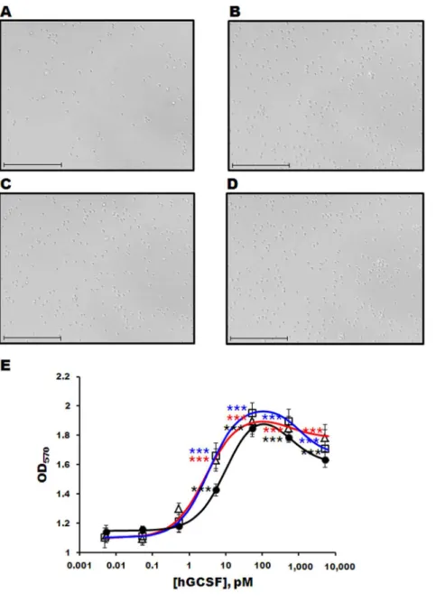 Figure 5. Cell proliferation assay of purified hGCSF using the M-NFS-60 cell line. Light microscopy images of M-NFS-60 cells incubated without (A) or with (B–D) 1 ng/mL hGCSF for 48 h