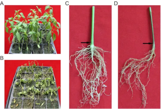 Fig 1. Symptoms for P. capsici induced root rot of pepper. A, The phenotype of CM334 9 days post- inoculation
