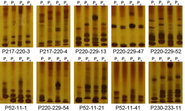 Fig 3. Gel images of 10 polymorphic SSR markers in parents and pools. P 1 , P 2 , P R and P S represent the resistant parent CM334, susceptible parent NMCA10399, resistant pool and susceptible pool, respectively.
