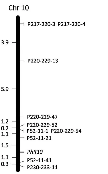 Fig 4. Genetic linkage map of PhR10 constructed from the BC 1 population of (CM334×NMCA10399)×N MCA10399