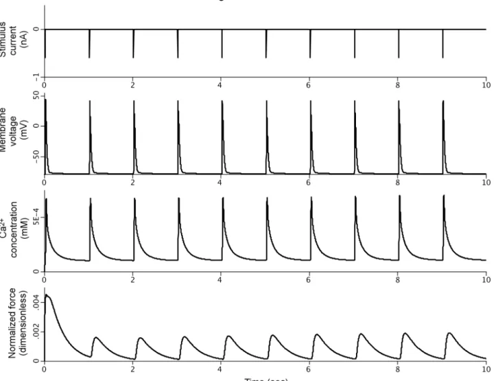 Fig 4. Simulation results for the PHT model demonstrating coupling of the stimulation current, membrane voltage, calcium transients, and cardiomyocyte force generation.