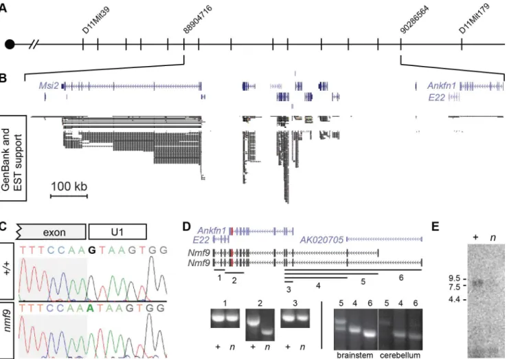 Fig 2. Positional cloning identifies Nmf9. (A) Recombination mapping places the nmf9 mutation within a 1.3 Mb interval on Chr
