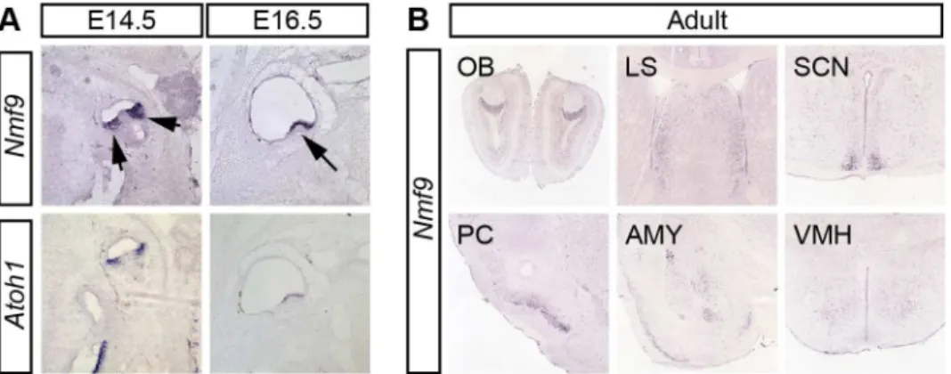 Fig 3. Nmf9 expression pattern predicts new sites of function. (A) In situ hybridization to adjacent sections in E14.5 and E16.5 embryos show that Nmf9 and Atoh1, a marker of hair cell progenitor were expressed in the same population of cells (indicated wi