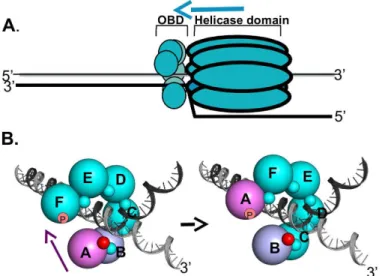Fig 11. A model depicting how DNA dependent conformational changes in the C-terminus of the T-ag OBDs could regulate interface formation within T-ag hexamers