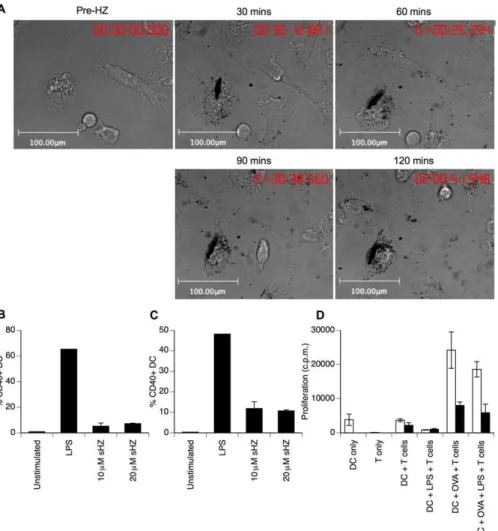 Figure 1. HZ Uptake by DCs Reduces Effector Function