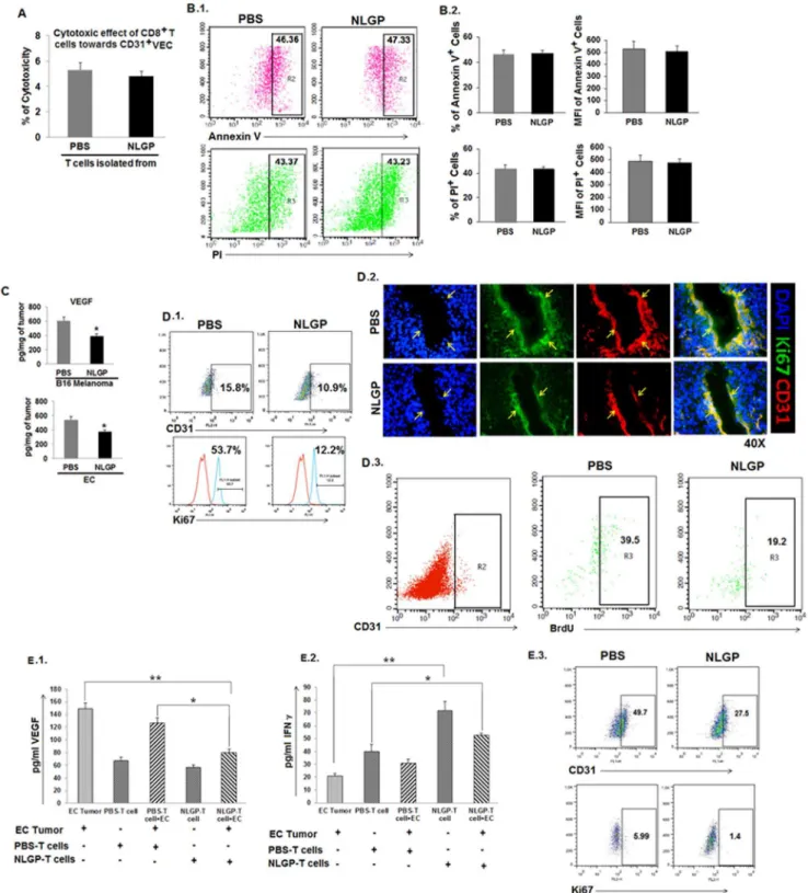 Figure 5. NLGP mediated vascular normalization is not due to CD8 + T cell mediated apoptosis of CD31 + cells