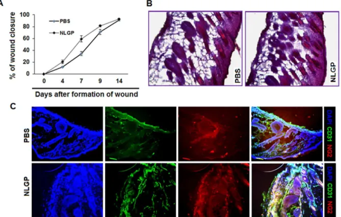 Figure 6. NLGP mediated vascular normalization has no adverse effect on normal wound healing process