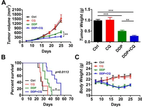 Fig 1. Chloroquine (CQ) enhances the efficacy of cisplatin (DDP) in xenograft tumors. Tumor-bearing mice (7 animals per group) were treated by intraperitoneal injection as follows: vehicle control, CQ (60 mg/kg/