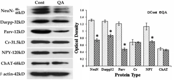 Figure 7. Western blots for marker proteins of different striatal neurons. Western blots were applied to detect the expression levels of NeuN, Darpp32, Parv, Cr, NPY and ChAT after QA treatment